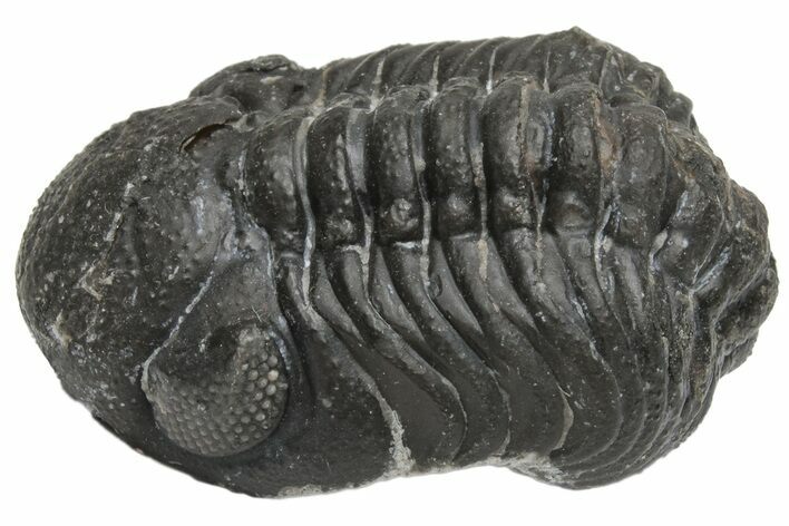Wide, Curled Austerops Trilobite - Morocco #224204